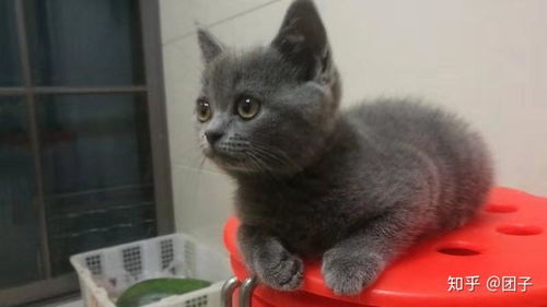 小宠物猫怎么买到