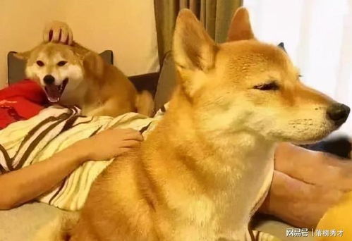两只宠物狗总打架怎么办