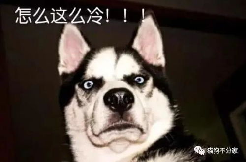 宠物狗体温怎么测试出来