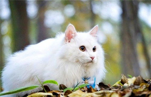 宠物猫失去了野性怎么办