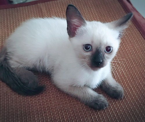 纯暹罗猫价格多少