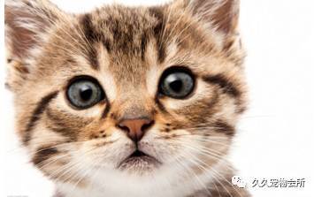 怎么训练宠物猫吃人饭