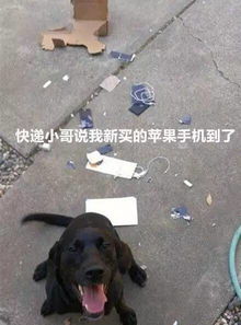 主人狂揍宠物狗怎么办啊