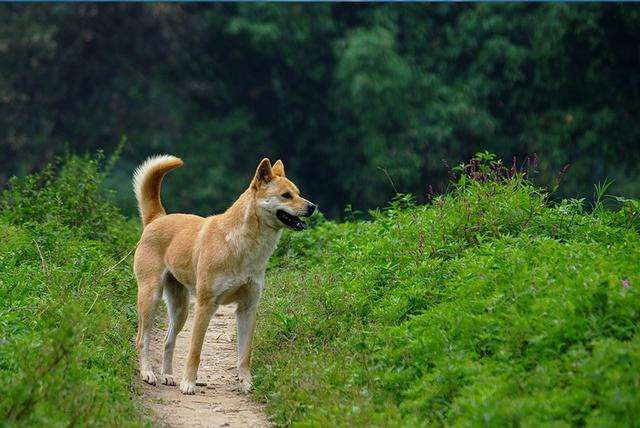纯种中华田园犬多少钱