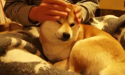 宠物狗身上很臭怎么办啊