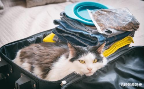 宠物猫怎么活体托运