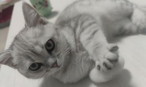 宠物猫自己在家怎么驱虫