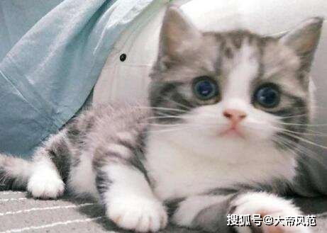 同城怎么寄送宠物猫
