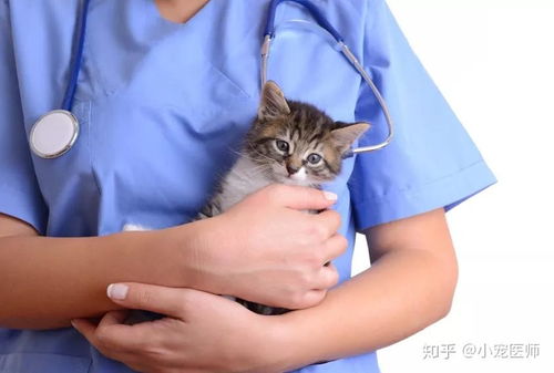应该怎么养宠物猫呢