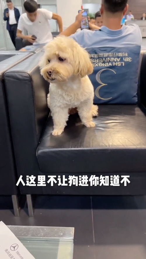 宠物狗扭不了头怎么办呢