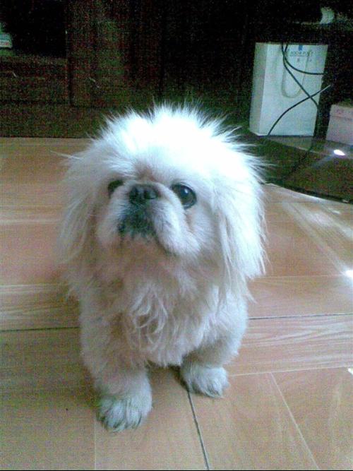 北京犬多少钱一只
