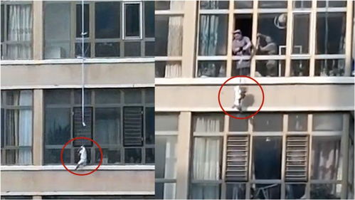 不在家怎么隔离宠物狗呢