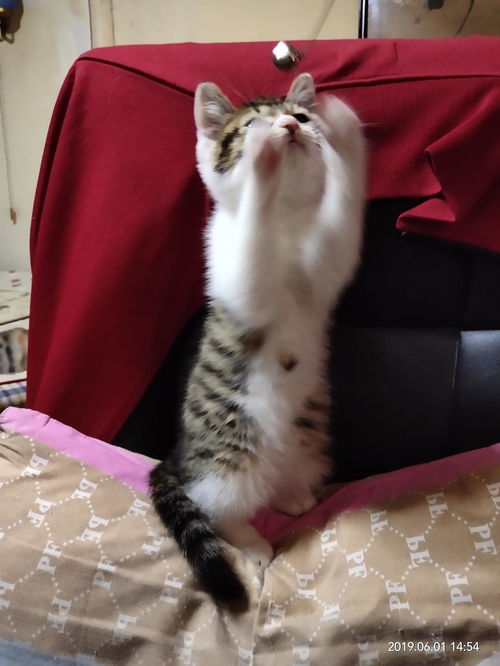 短腿宠物猫怎么养