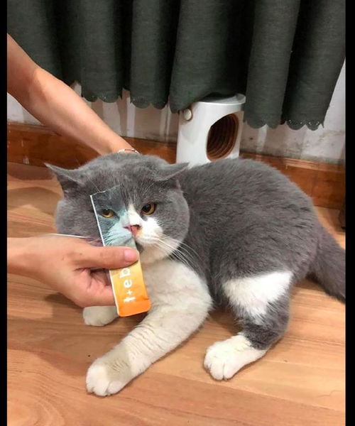 做宠物猫零食怎么做