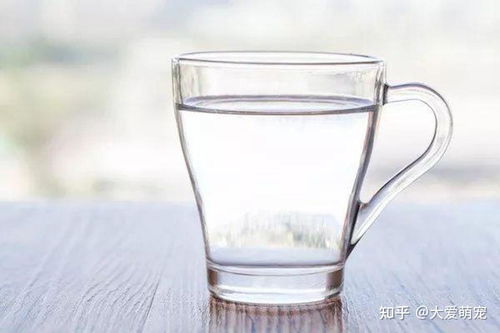 宠物狗吐黄水白沫怎么回事
