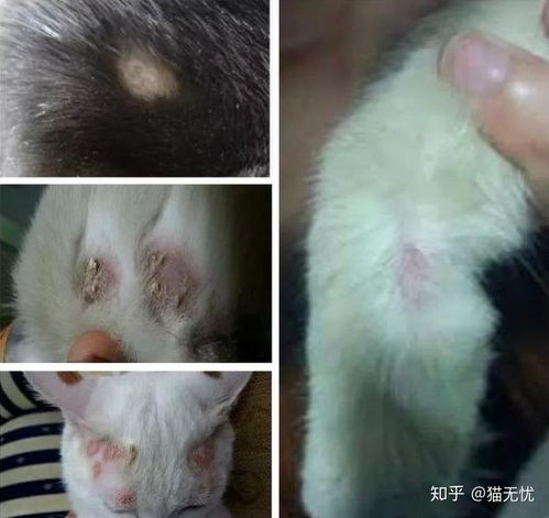 宠物狗得猫癣怎么治疗