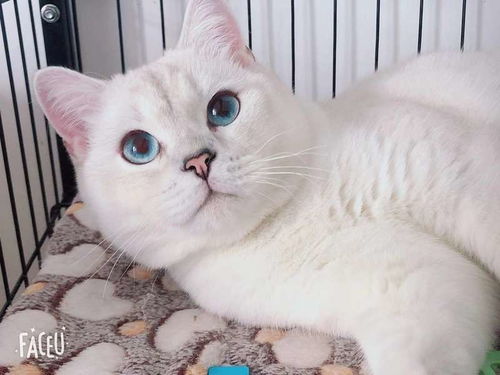 宠物猫疫苗怎么配