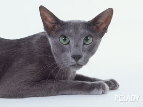 别人的宠物猫怎么处理
