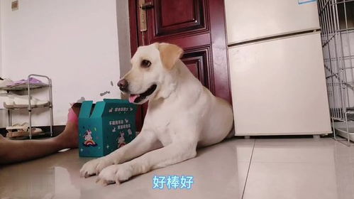 宠物狗怎么寄过来快递给主人