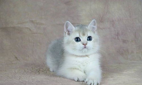 东城宠物猫怎么买得到的