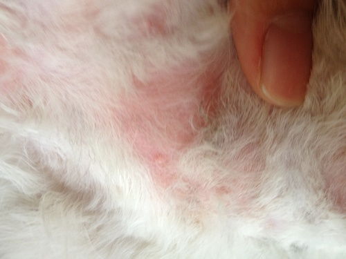 vb怎么给宠物猫吃