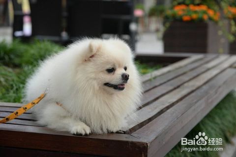 宠物狗会咬东西怎么办啊