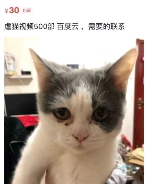 宠物猫怎么喂食最好