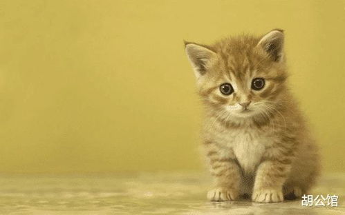 宠物猫的年纪怎么算