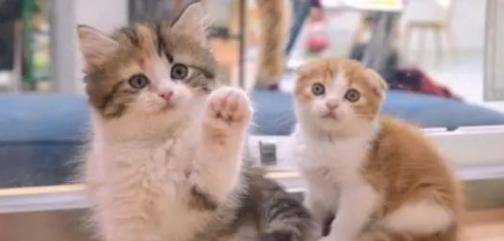 宠物猫应该怎么拍球