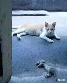 收到的宠物猫怎么处理