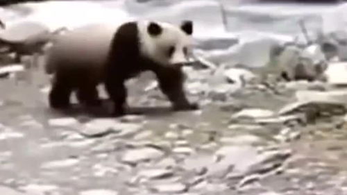 四川话喊宠物狗怎么说的