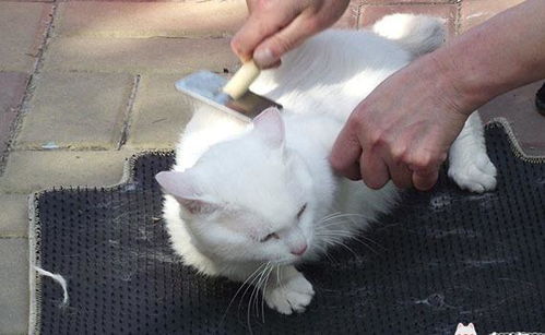 宠物猫长毛怎么理发