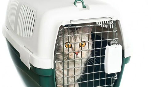宠物猫怎么托运汽车
