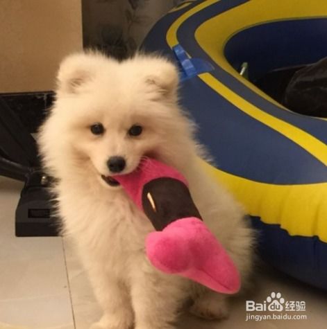 宠物狗怎么样才更好养