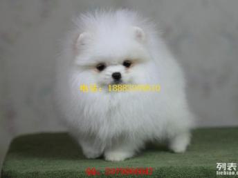 宠物狗最便宜的多少钱