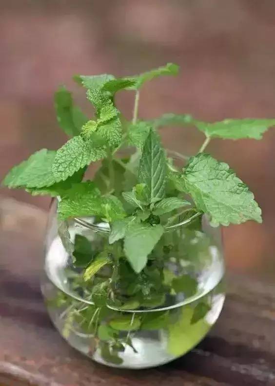 宠物狗房间绿植怎么养好