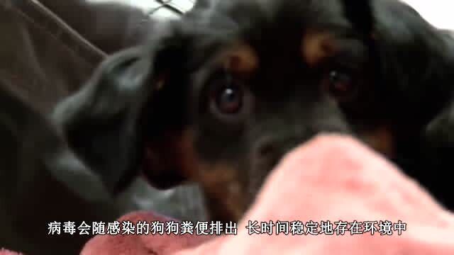 宠物狗突然得细小病毒怎么办