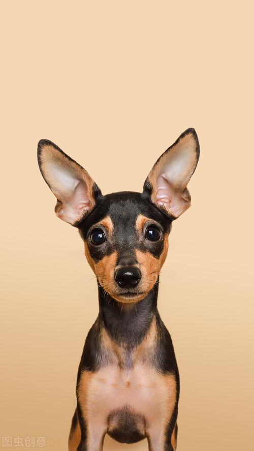 宠物狗小鹿犬怎么样养活