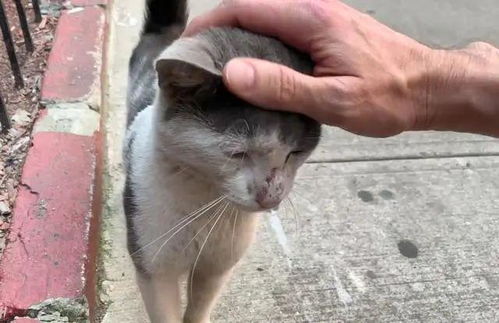 宠物猫怎么流浪的