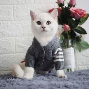 宠物猫怎么做衣服