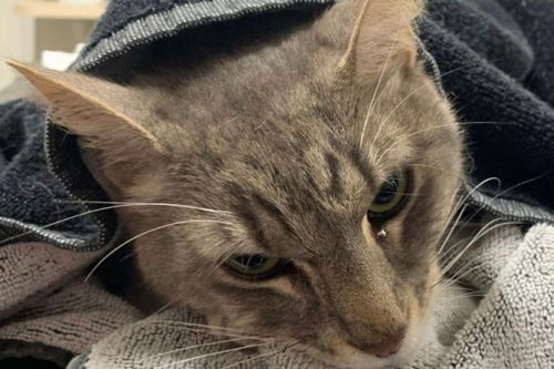蛇跟宠物猫打架怎么办啊