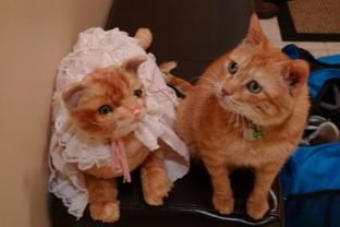 冬天怎么放宠物猫
