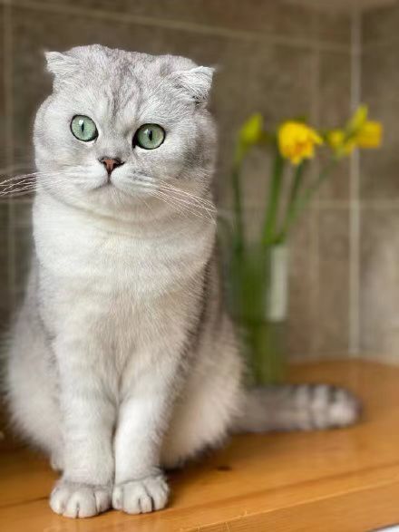 宠物猫怎么加肉