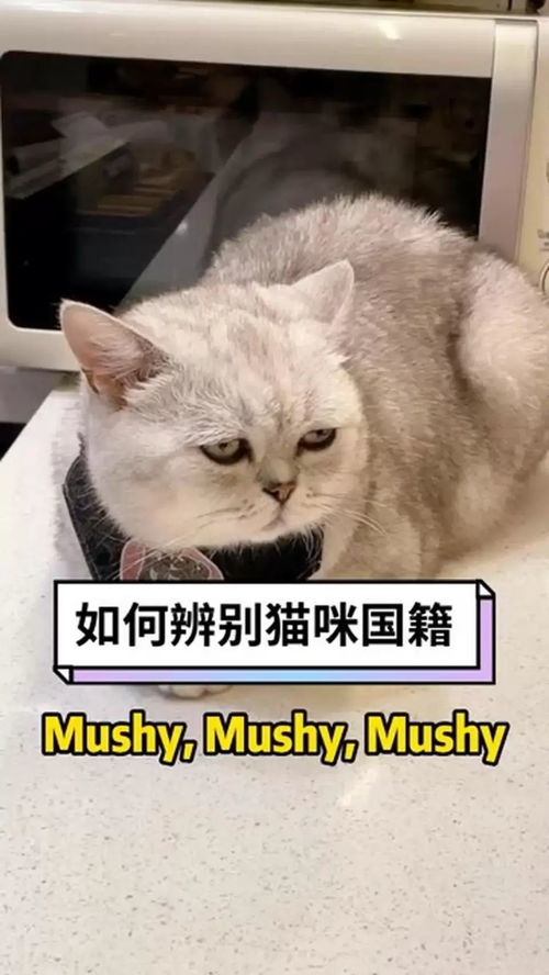 宠物猫怎么判断