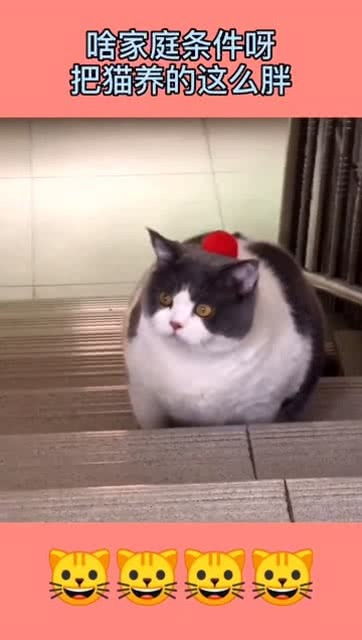 宠物猫该怎么养胖的猫