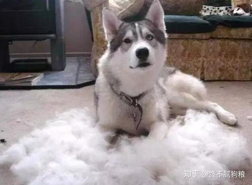 宠物狗毛不好拔怎么办呢