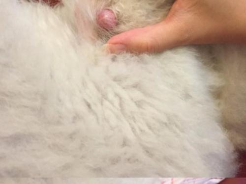 宠物狗的骨质增生怎么办