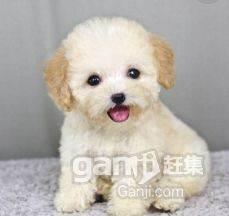 江苏怎么样把宠物狗托运