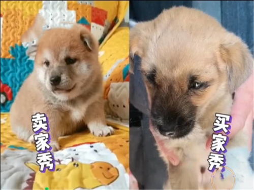 好想买个宠物狗怎么办啊