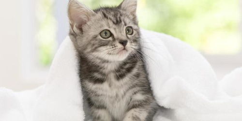 宠物猫该怎么叫它